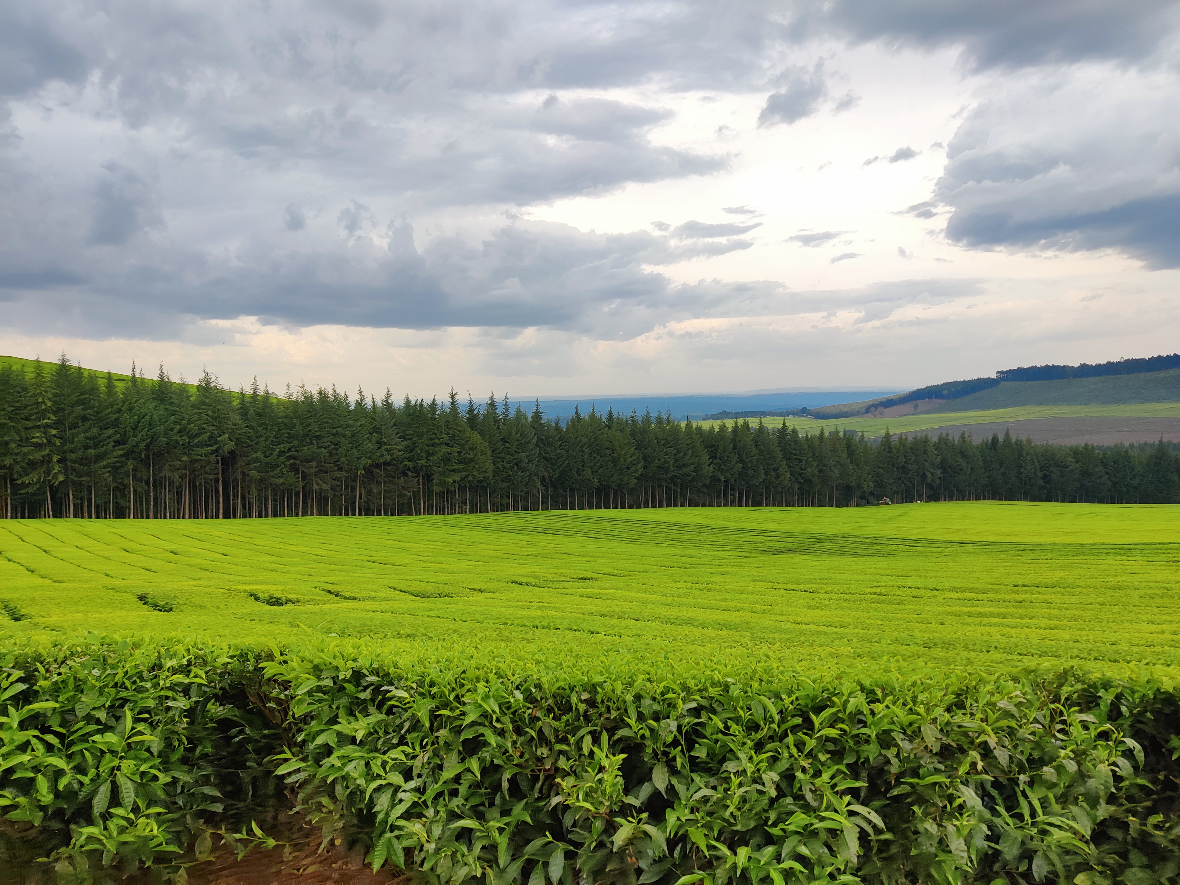 Drone flying over agricultural field